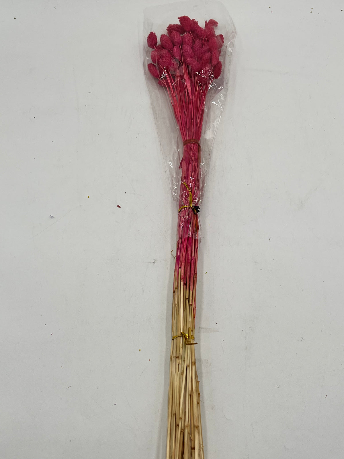 Preserved Phalaris (Alpiste)