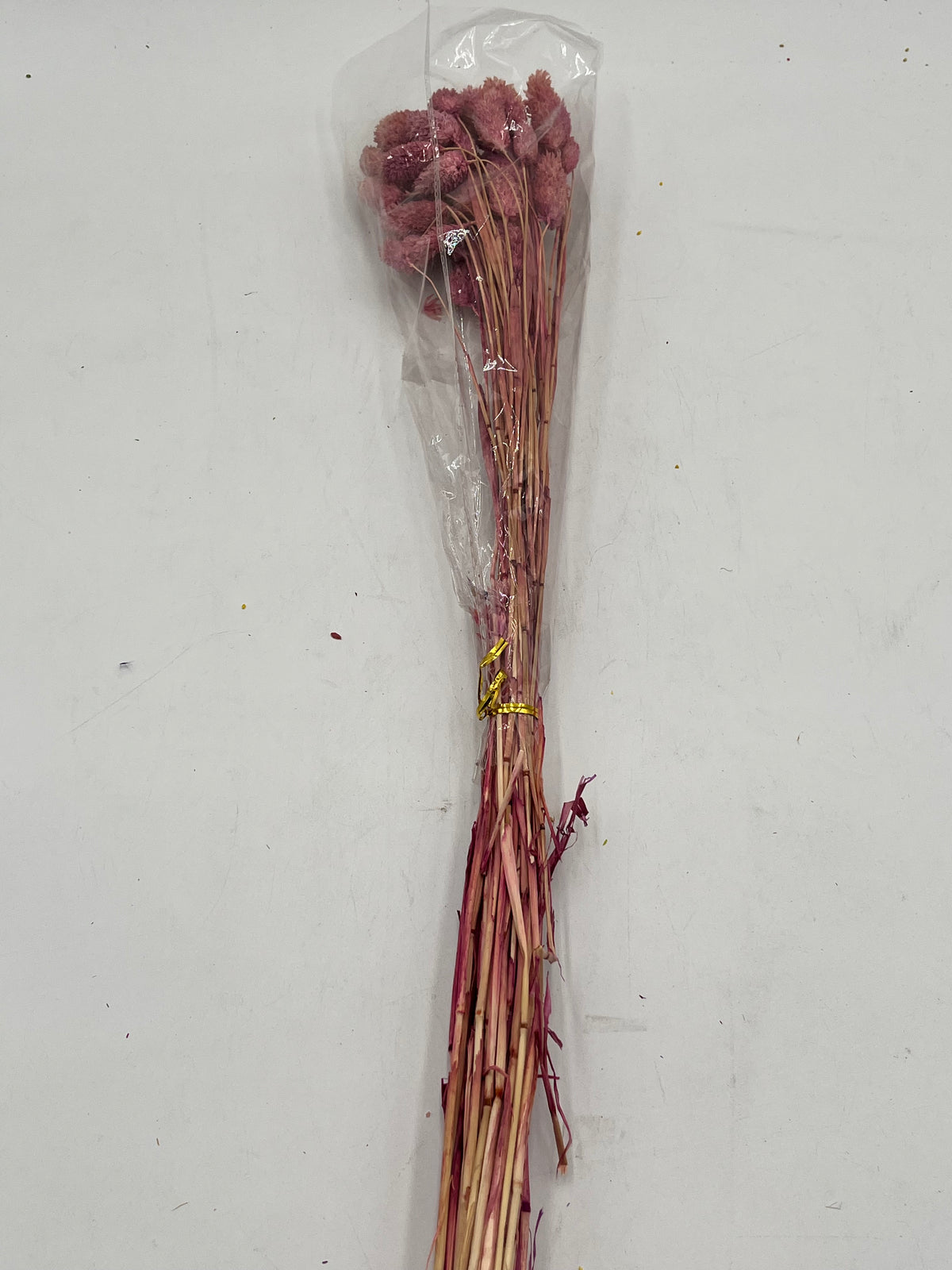 Preserved Phalaris (Alpiste)
