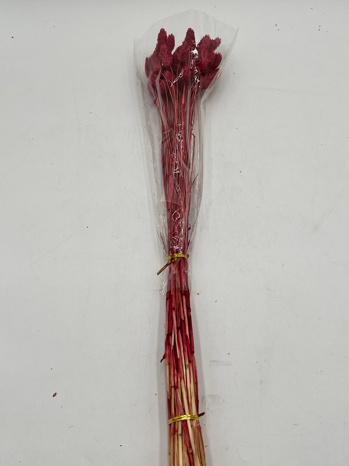 Preserved Phalaris (Alpiste)