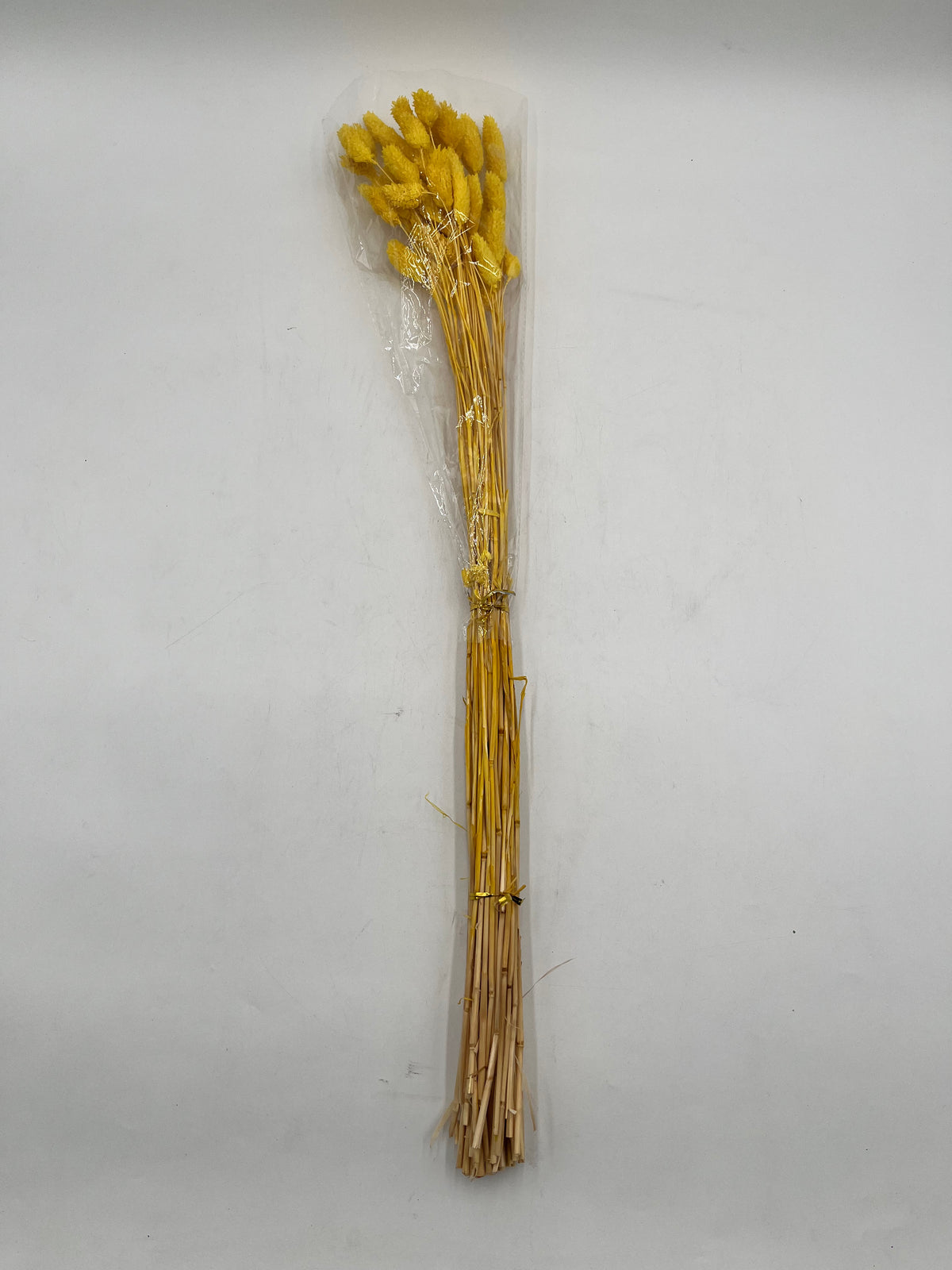 Preserved Phalaris (Alpiste)
